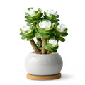 Artificial Succulent Plant in Ceramic Pot
