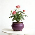 Artificial Pink Rose Plant in Ceramic Pot