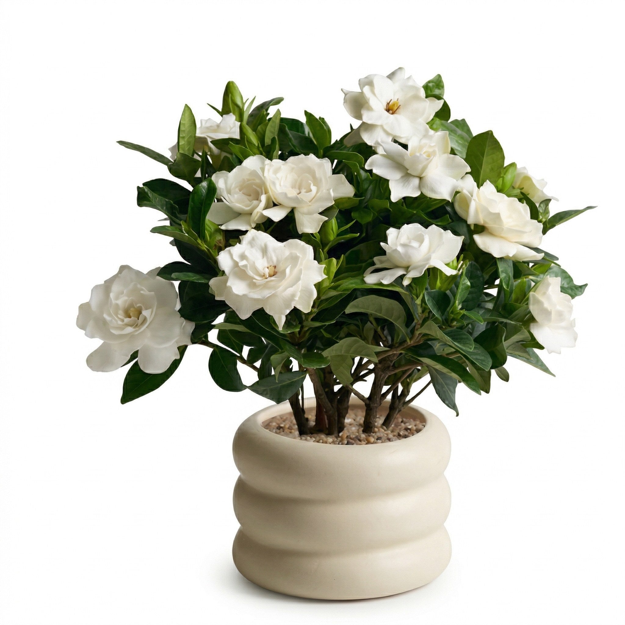 Artificial Gardenia Plant in Ceramic Pot