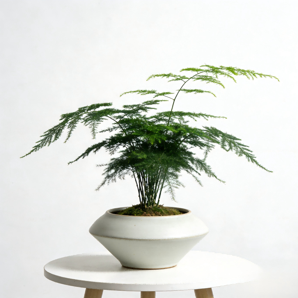 Artificial Asparagus Fern Plant in Decorative Ceramic Pot