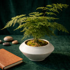 Artificial Asparagus Fern Plant in Decorative Ceramic Pot