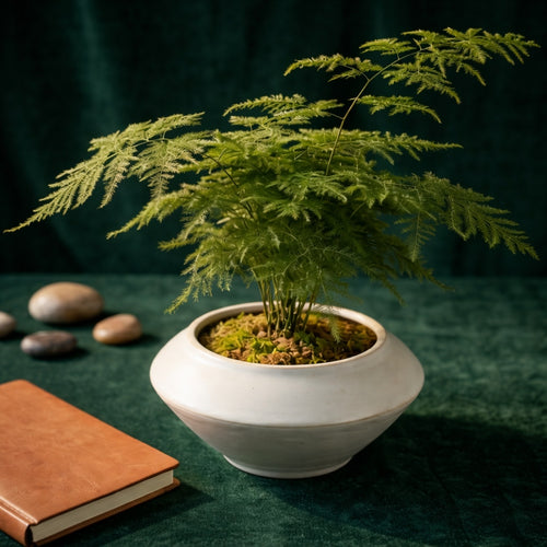Artificial Asparagus Fern Plant in Decorative Ceramic Pot