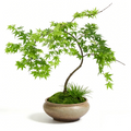 Artificial Japanese Maple Bonsai Tree in Decorative Ceramic Pot