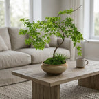 Artificial Japanese Maple Bonsai Tree in Decorative Ceramic Pot
