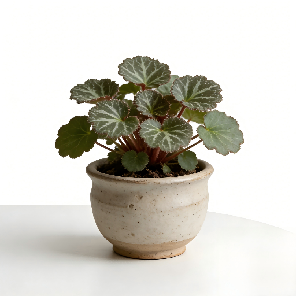 Artificial Cyclamen Plant in Ceramic Pot