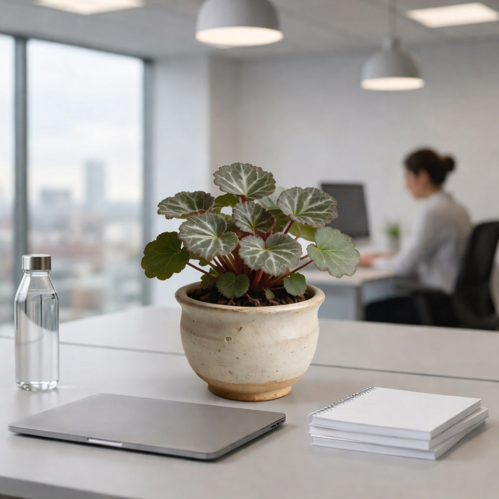 Artificial Cyclamen Plant in Ceramic Pot