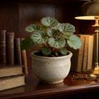 Artificial Cyclamen Plant in Ceramic Pot