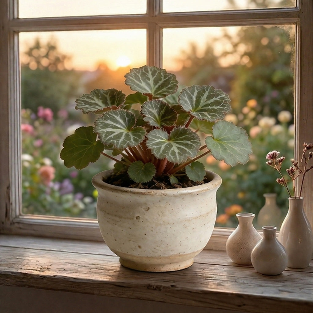 Artificial Cyclamen Plant in Ceramic Pot