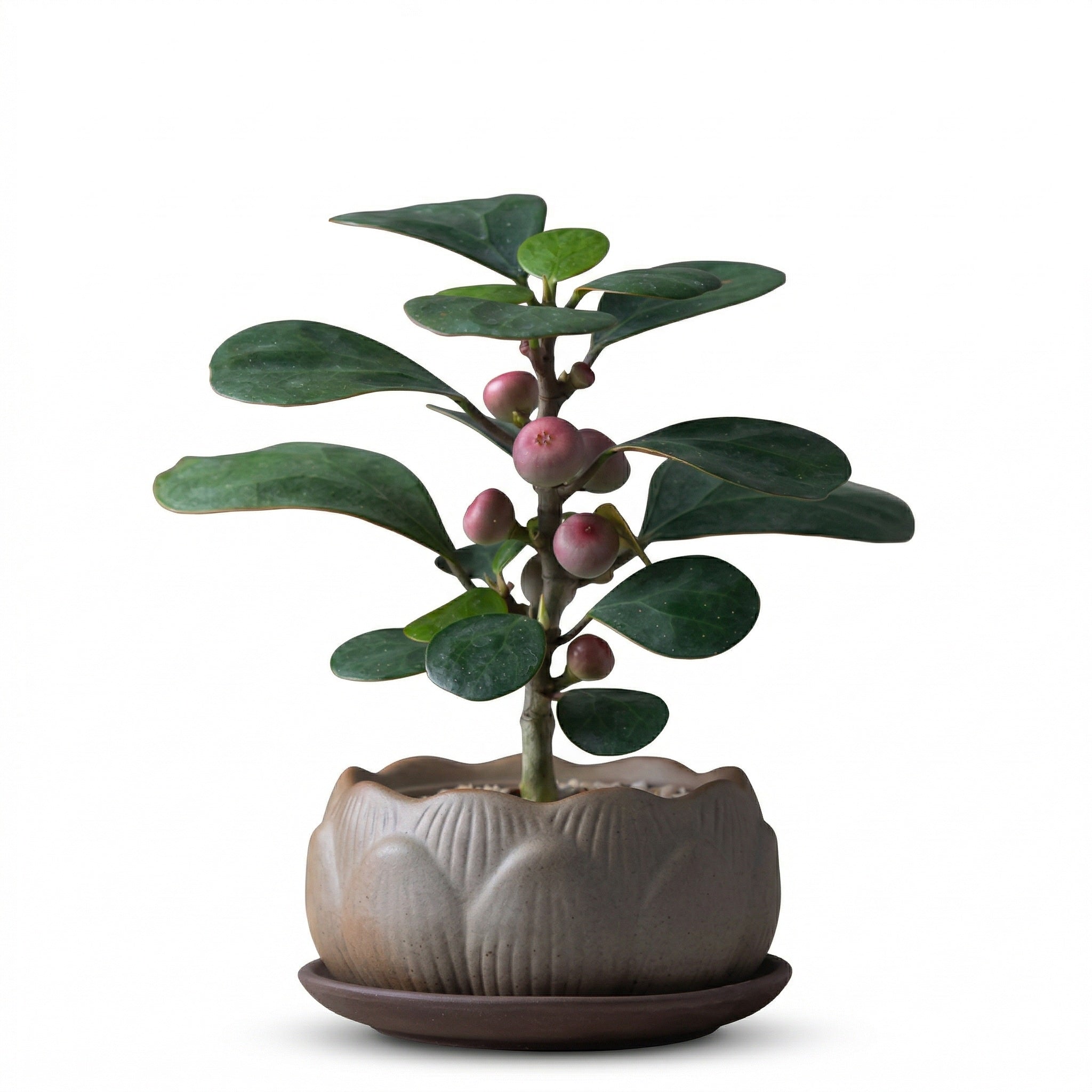Artificial Ficus Plant with Decorative Pot