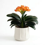 Artificial Orange Blossom Plant in Ceramic Pot