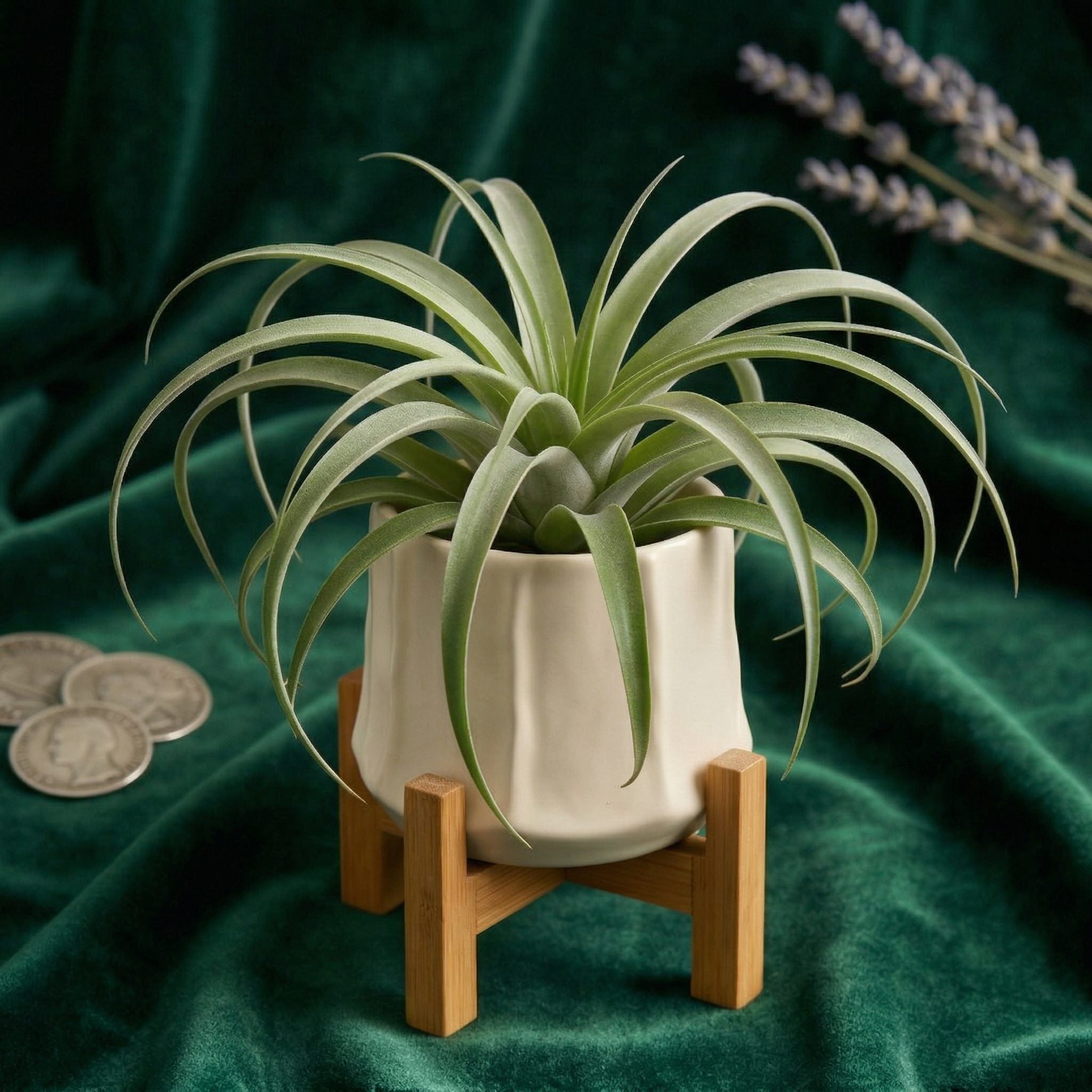 Artificial Air Plant in Ceramic Pot with Bamboo Stand