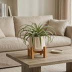 Artificial Air Plant in Ceramic Pot with Bamboo Stand