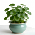 Artificial Money Tree Plant in Ceramic Pot