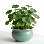 Artificial Money Tree Plant in Ceramic Pot