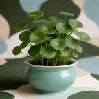 Artificial Money Tree Plant in Ceramic Pot