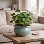 Artificial Money Tree Plant in Ceramic Pot