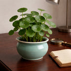 Artificial Money Tree Plant in Ceramic Pot