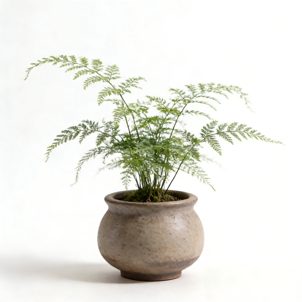 Artificial Fern Plant in Ceramic Pot